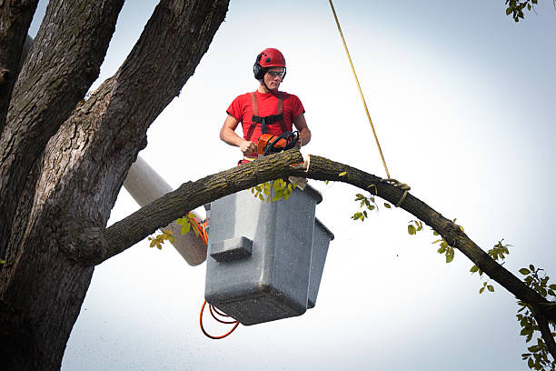 Reliable Haymarket, VA Tree Care Services Solutions