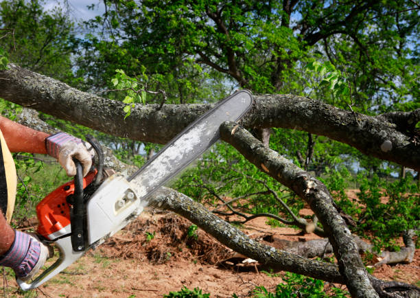 How Our Tree Care Process Works  in  Haymarket, VA